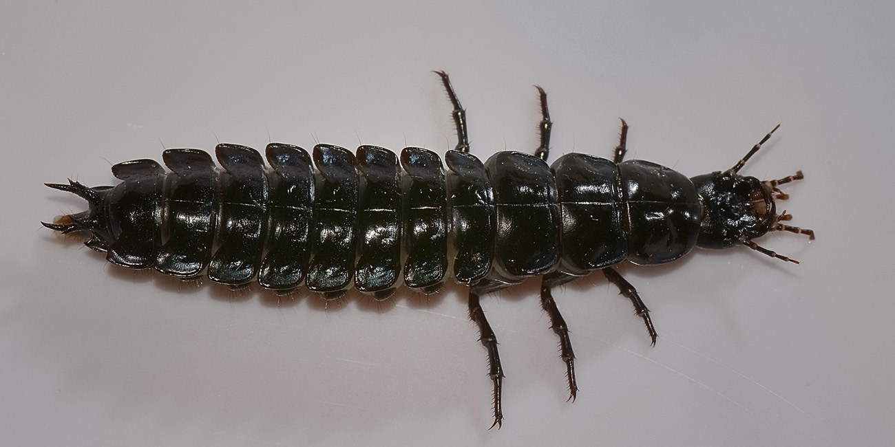 Larva di Carabus lefebvrei bayardi